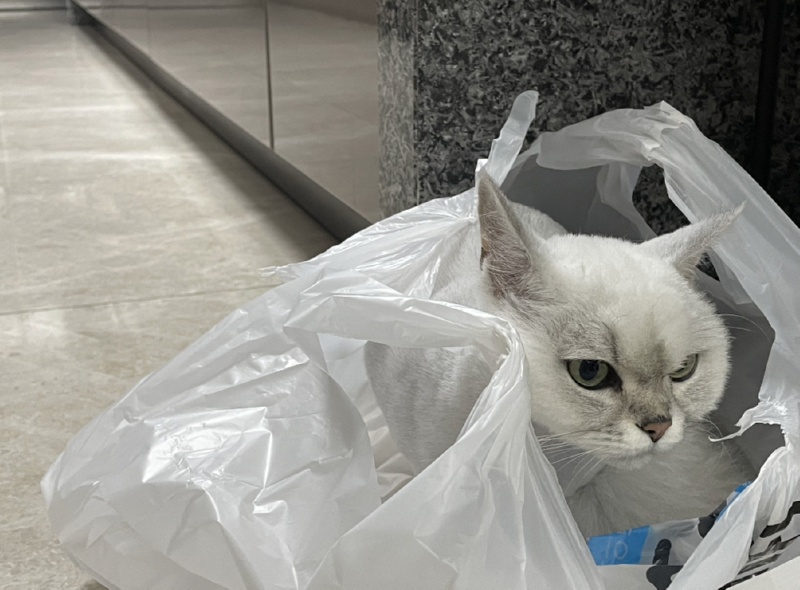 비닐이불쓴 루루