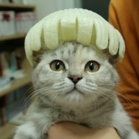 미미에오