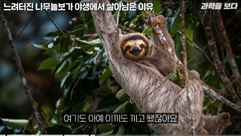 나무늘보가 야생에서 멸종하지 않은 이유