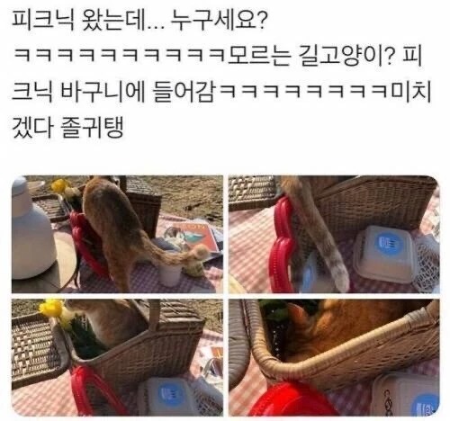 고양이의 피크닉
