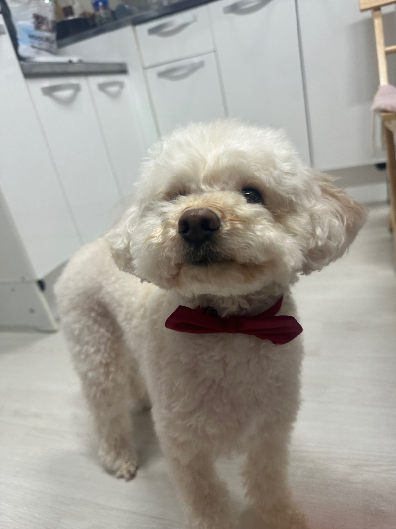 저희 애기 미용하구 왔어요~