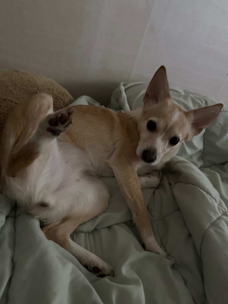 엉뚱한 우리 복실이