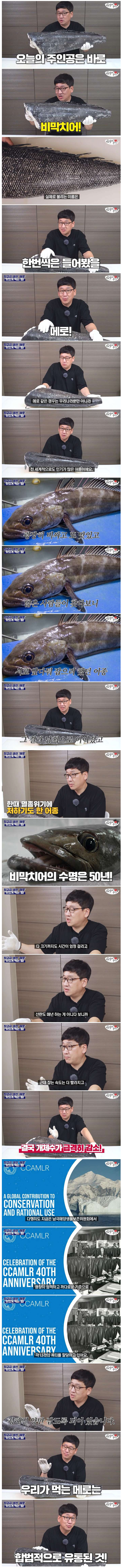 너무 맛있어서 멸종 될 뻔한 생선