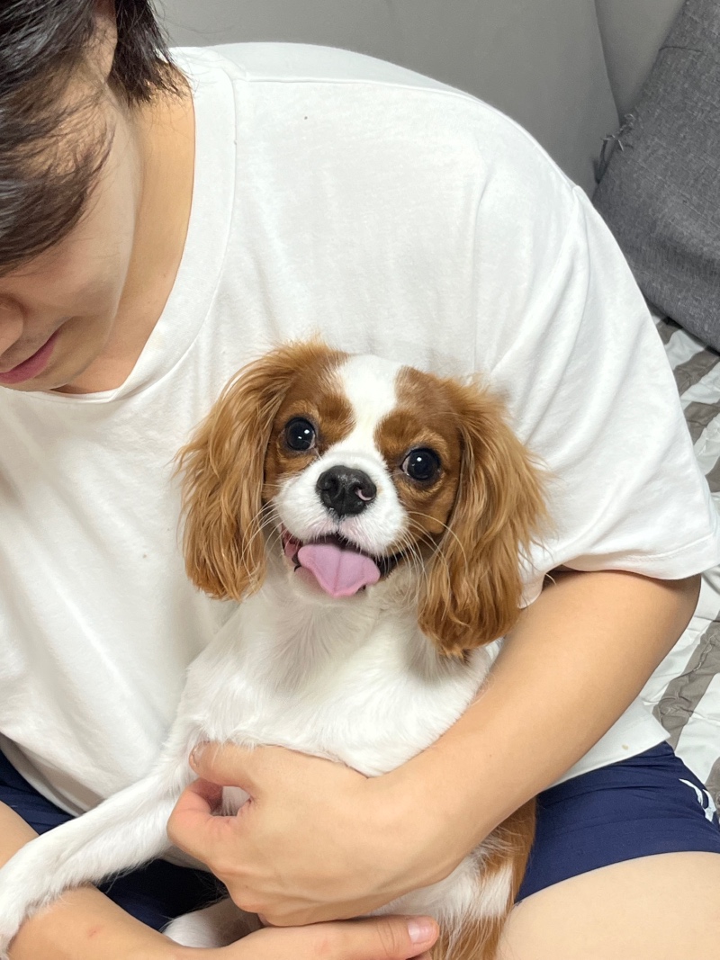 우리 강아지 머리 짤랐을 떄 .. 