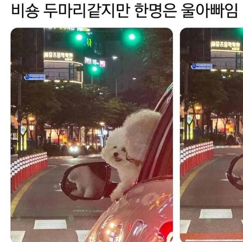 비숑 두마리 같지만 한 마리는