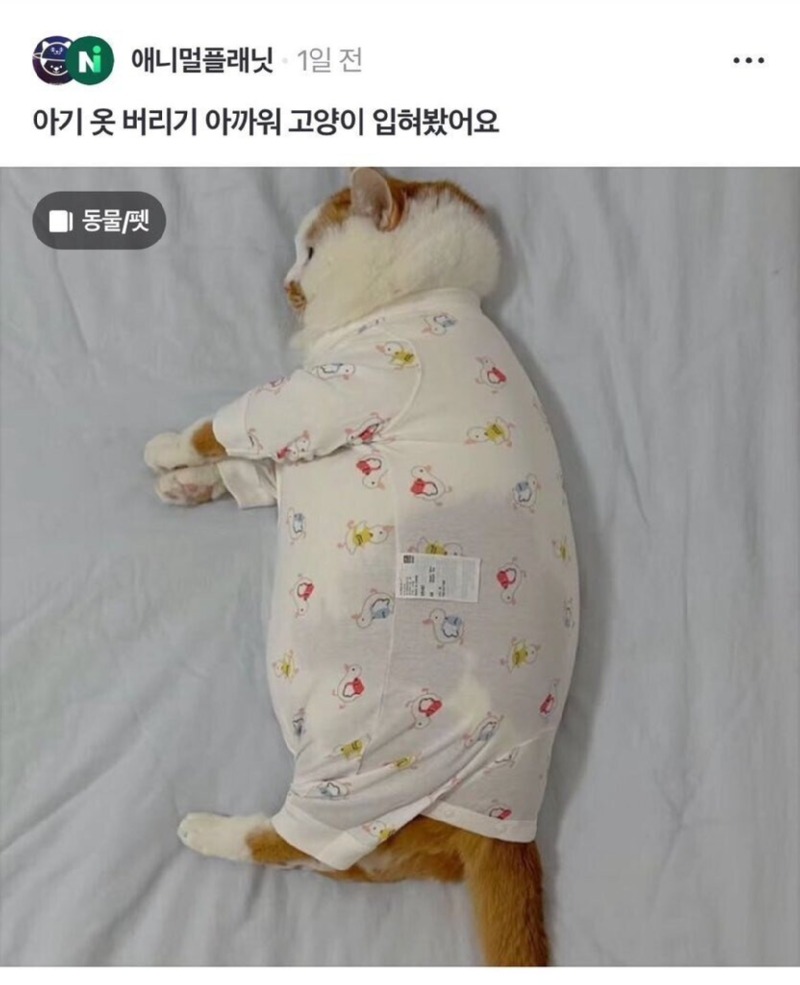 아기 옷 버리기 아까워서 고양이 입혀봄