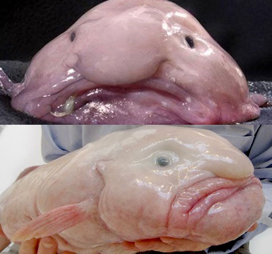 블롭피쉬.jpg