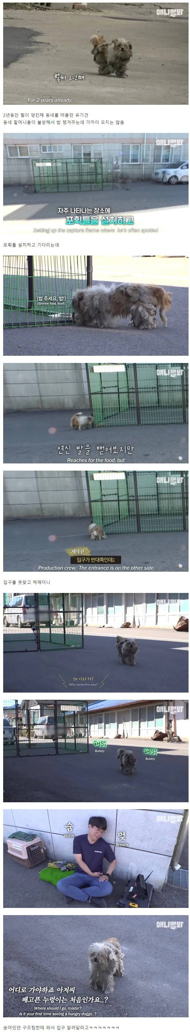 동물농장에서 나온 넘나 귀여운 구출 작전