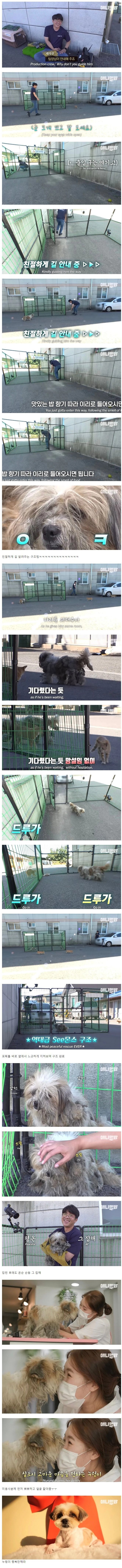 동물농장에서 나온 넘나 귀여운 구출 작전