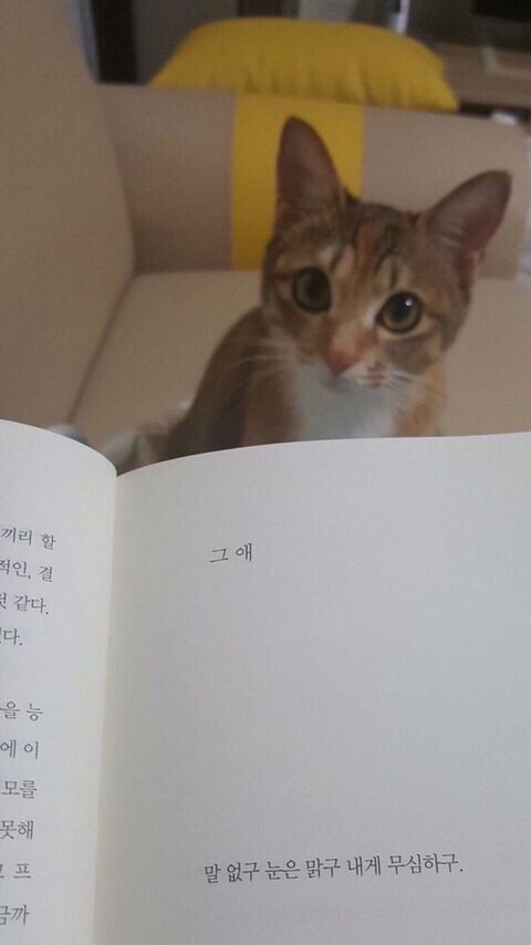 책에 쓰여있던 그 애, 내 앞에 나타났다. 