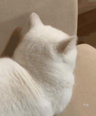 털찐 고양이 가지고 놀기 