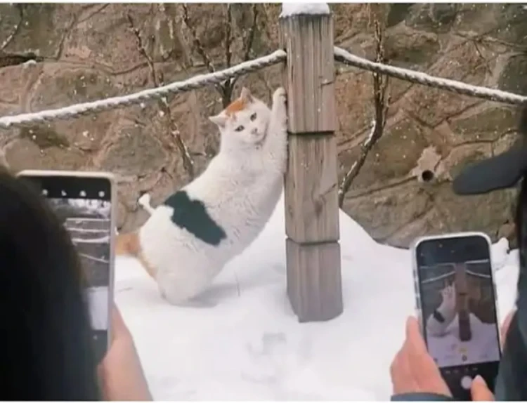 내향형 고양이 vs 외향형 고양이 