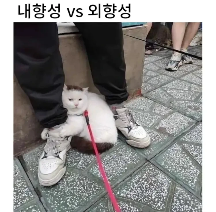 내향형 고양이 vs 외향형 고양이 