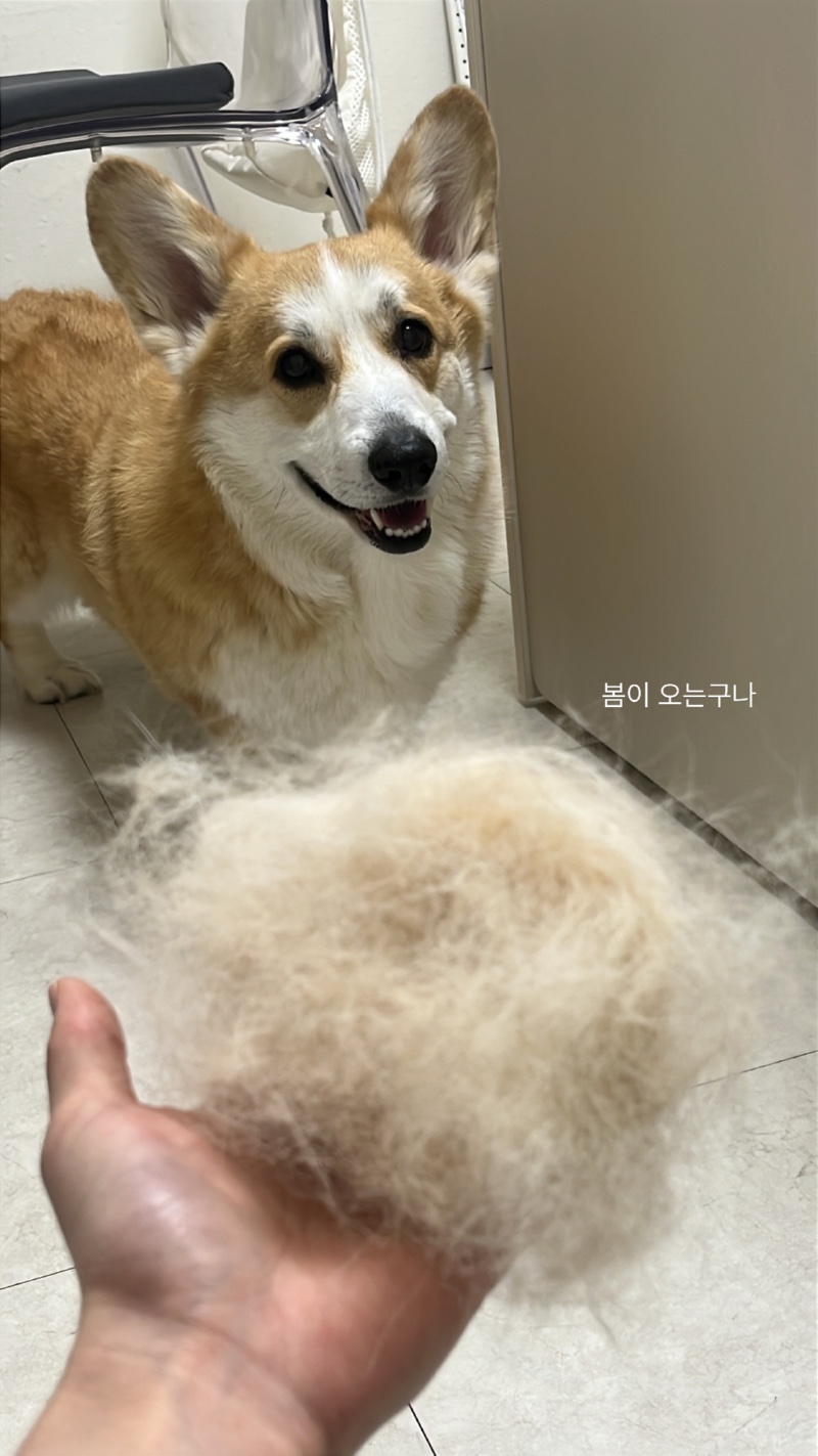 웰시코기 털갈이 시작!
