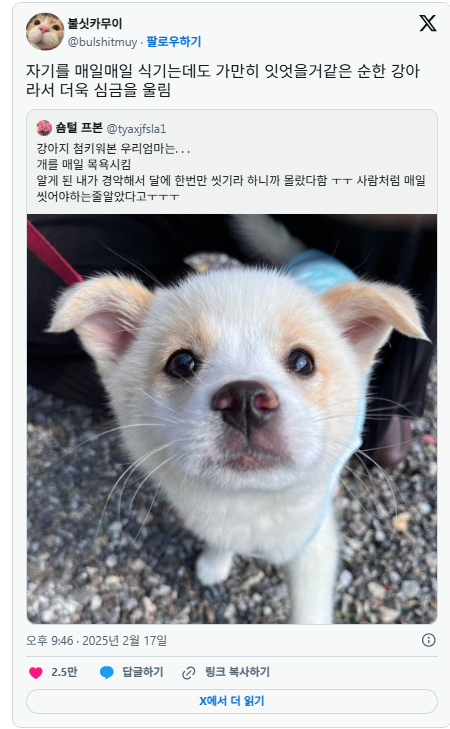 엄마의 무지로 매일 목욕한 강아지 