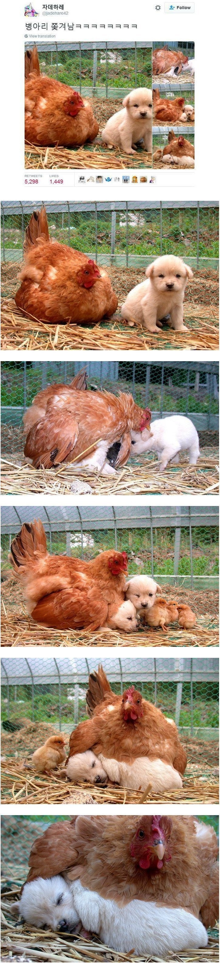 강아지 때문에 쫓겨난 병아리.jpg