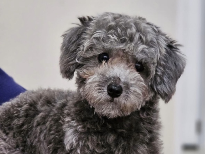 꼬질이 설이 