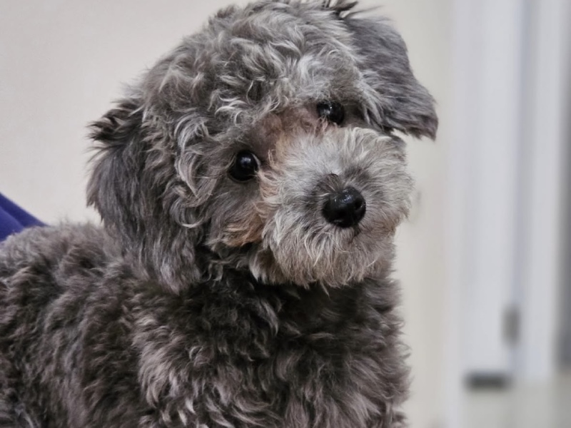 꼬질이 설이 