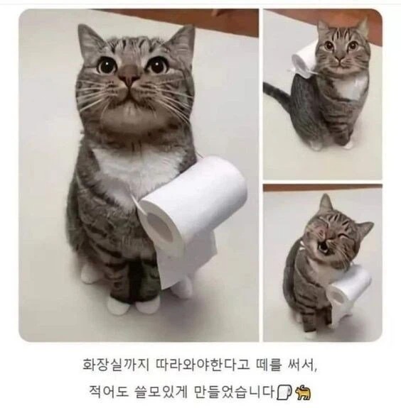 휴지 배달부 고양이