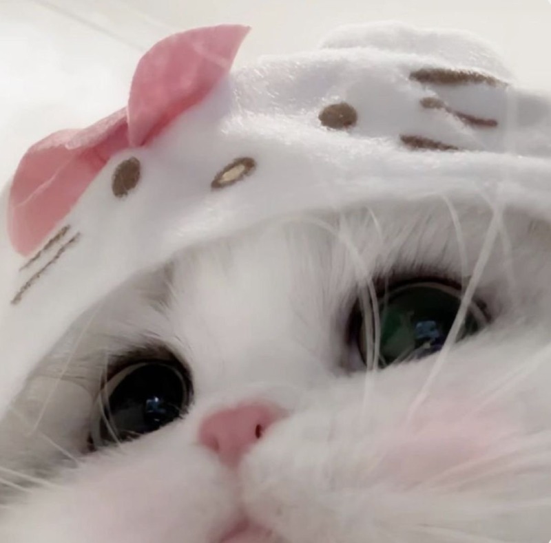 오늘 하루는 귀여운 고양이 짤로 마무리. 
