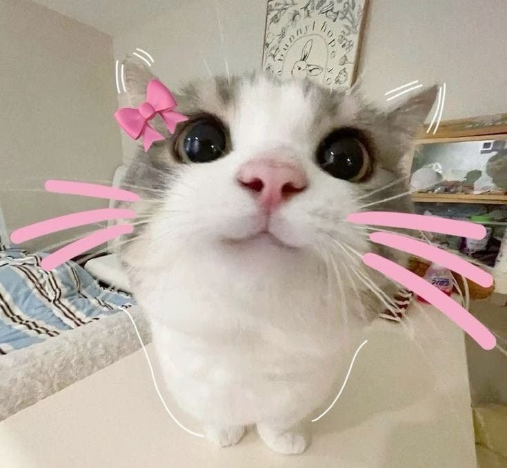 오늘 하루는 귀여운 고양이 짤로 마무리. 