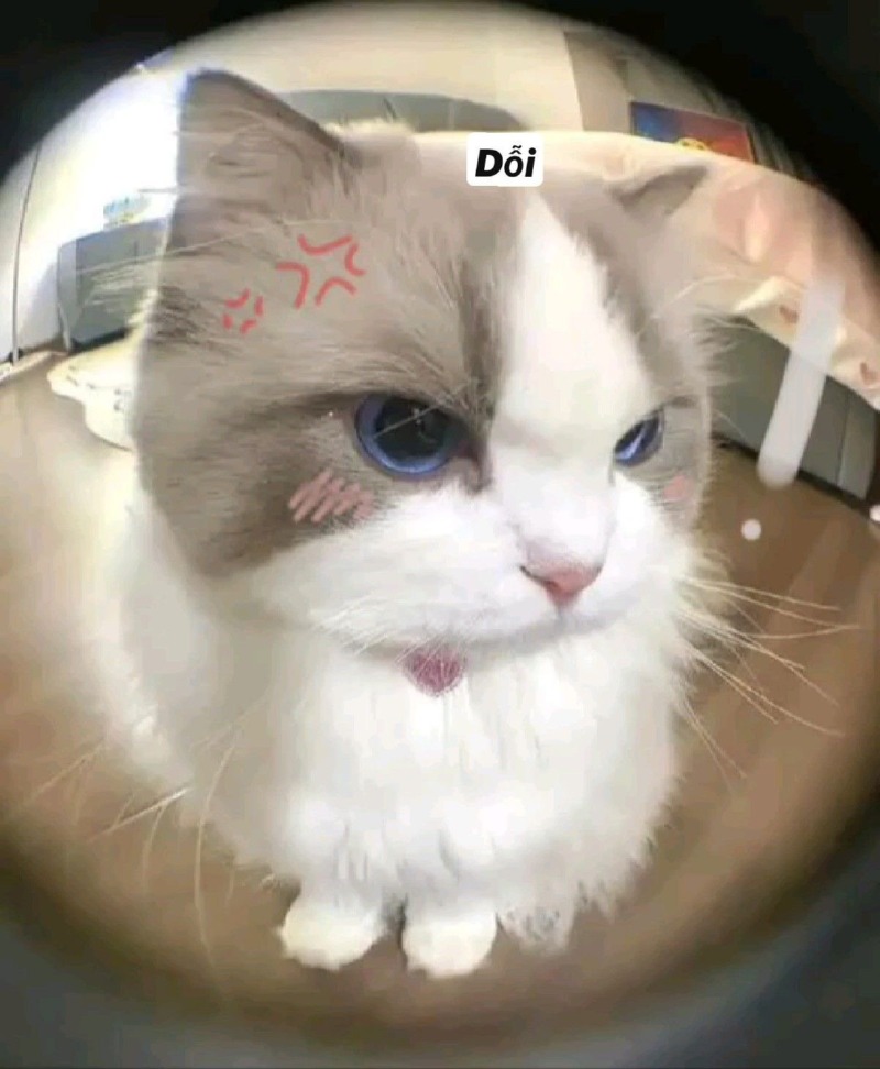 오늘 하루는 귀여운 고양이 짤로 마무리. 