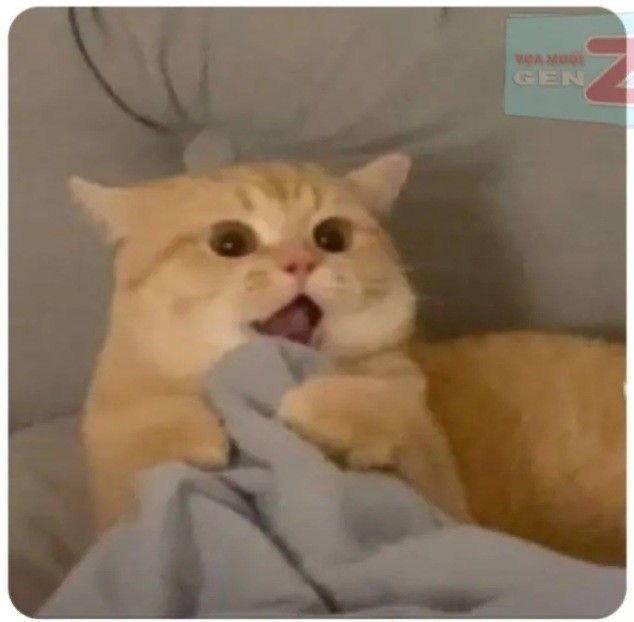 오늘 하루는 귀여운 고양이 짤로 마무리. 