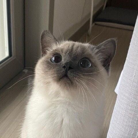 오늘 하루는 귀여운 고양이 짤로 마무리. 