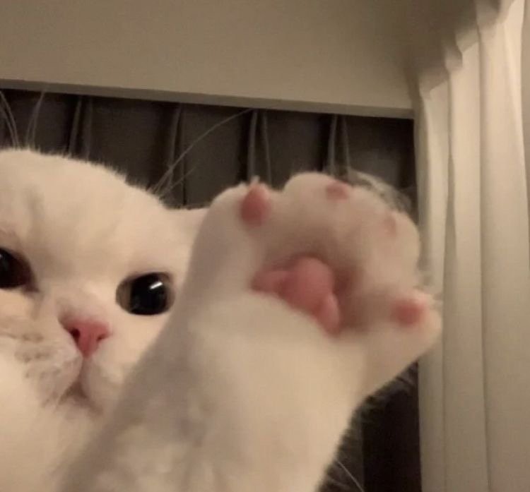 오늘 하루는 귀여운 고양이 짤로 마무리. 