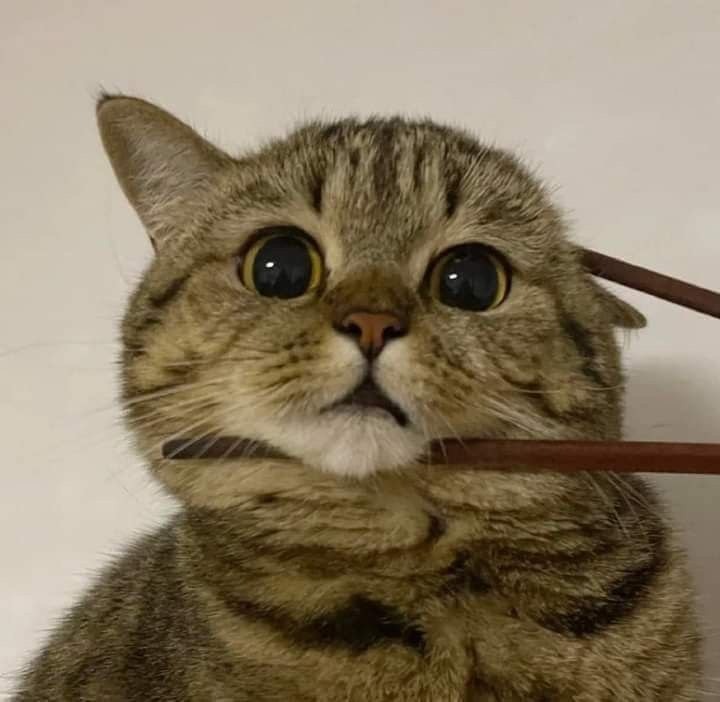 오늘 하루는 귀여운 고양이 짤로 마무리. 