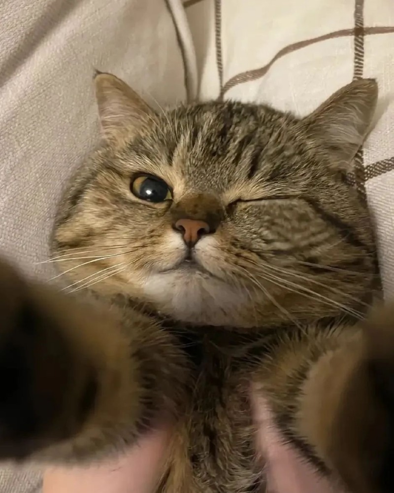 오늘 하루는 귀여운 고양이 짤로 마무리. 