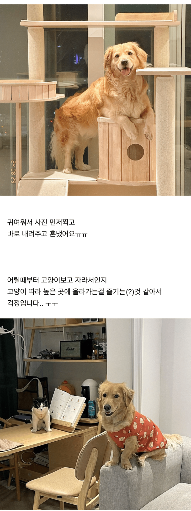 강아지가 자꾸 캣타워 올라갑니다...