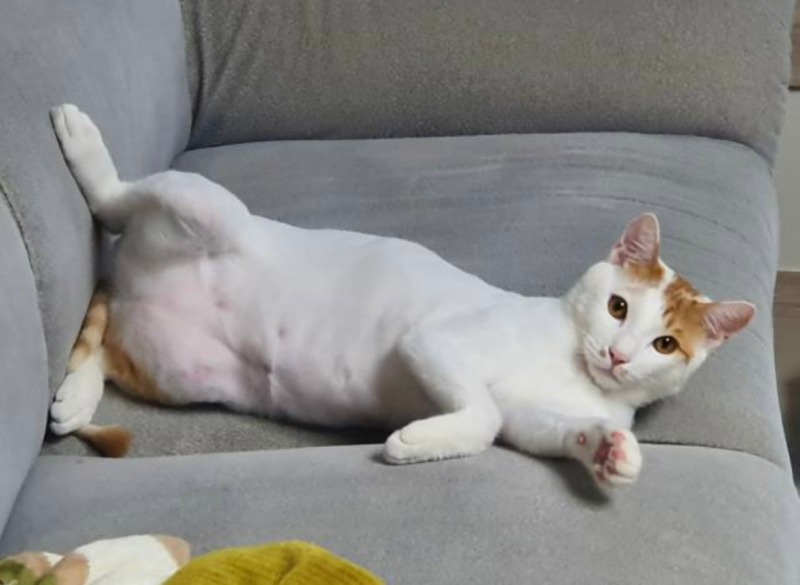발라당