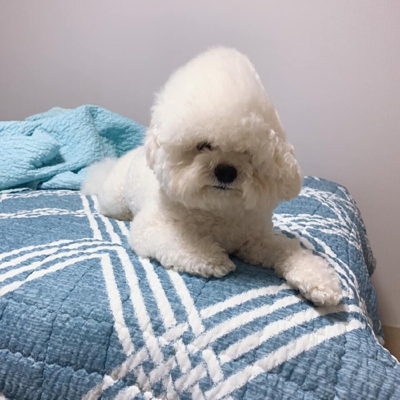 자다 일어난 강아지 모음.jpg