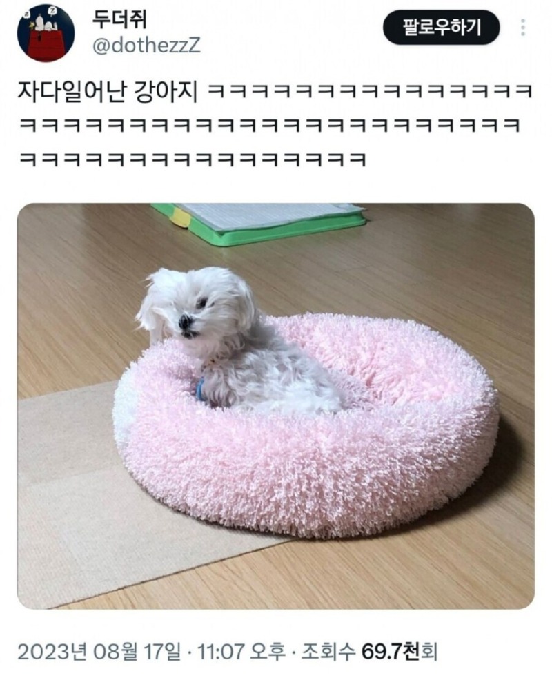 자다 일어난 강아지 모음.jpg