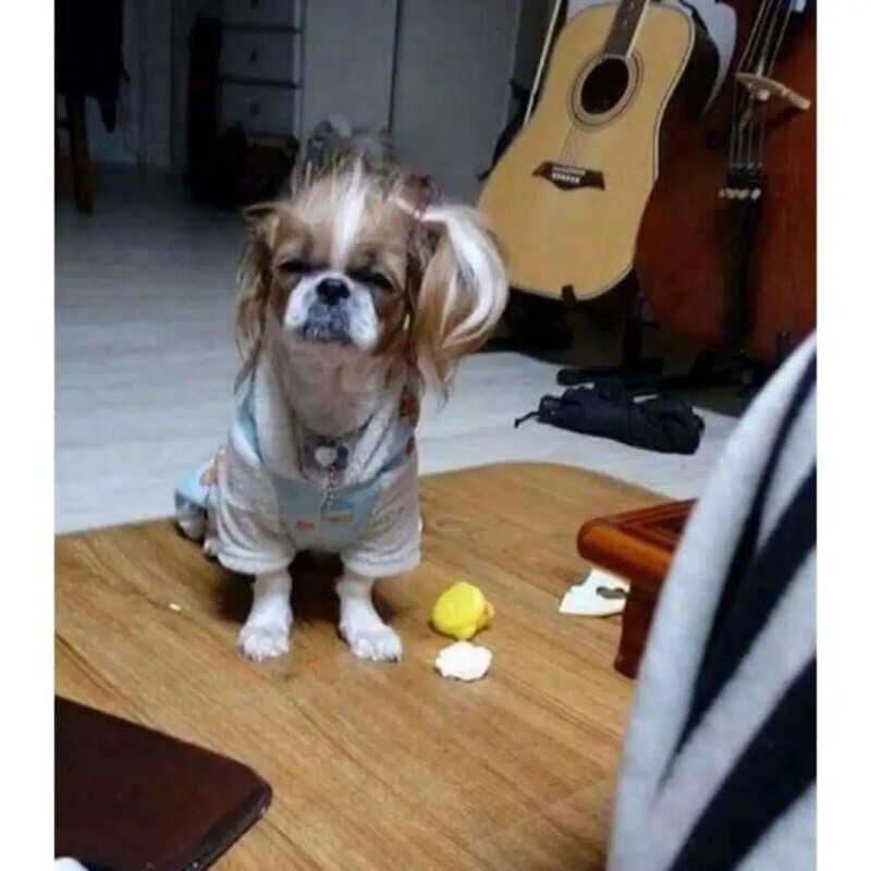 자다 일어난 강아지 모음.jpg