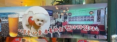 그냥 갑자기 아무 맥락없이 강아지 자랑하는 사장님들 