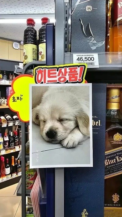 그냥 갑자기 아무 맥락없이 강아지 자랑하는 사장님들 