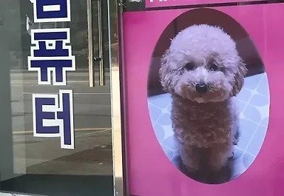 그냥 갑자기 아무 맥락없이 강아지 자랑하는 사장님들 