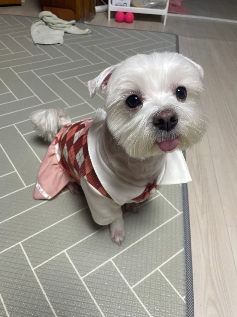 귀여운 모찌 공유합니다. 
