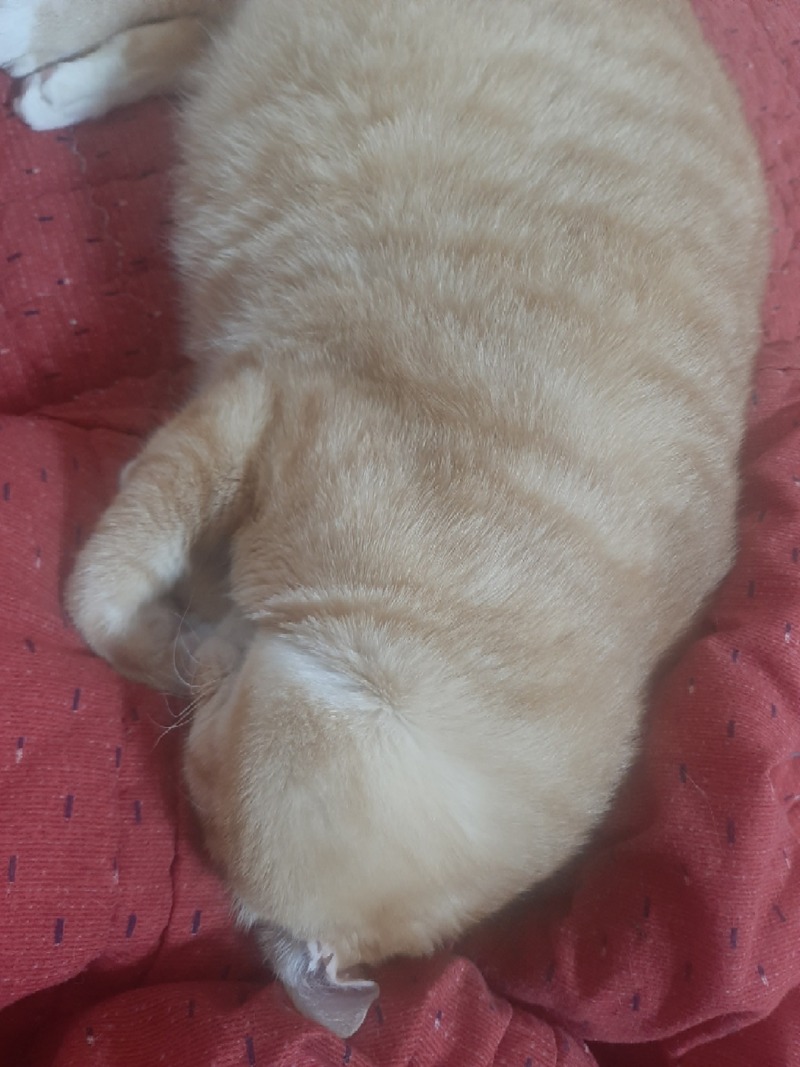 나의냥이