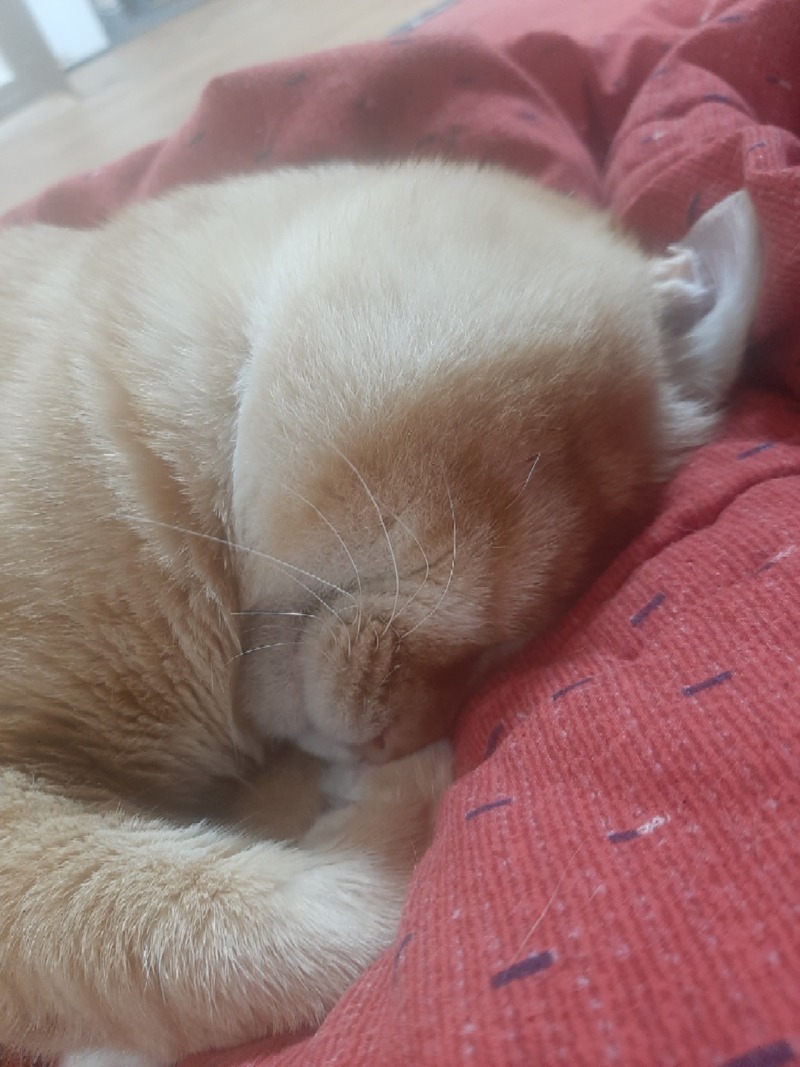 나의냥이
