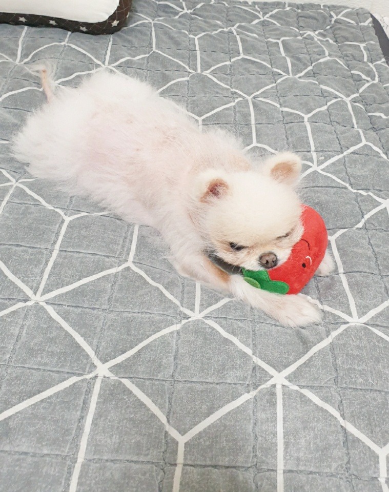 댕댕이♡
