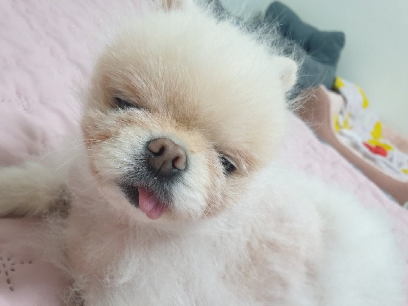 댕댕이♡