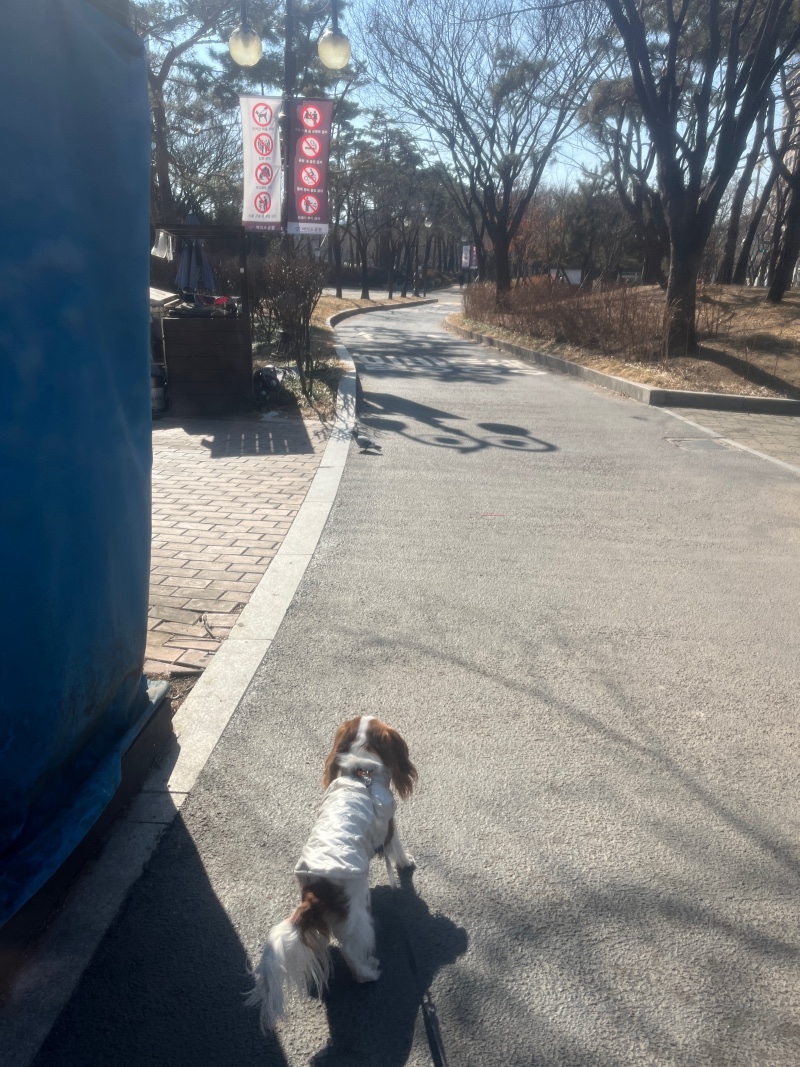 여의도 공원에 다녀왔어요
