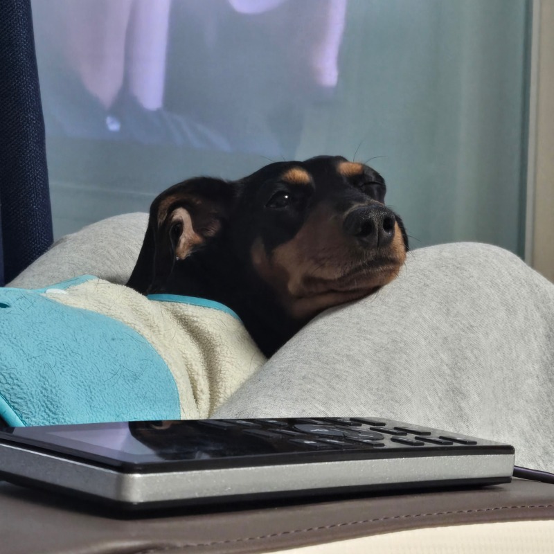내새끼🐶