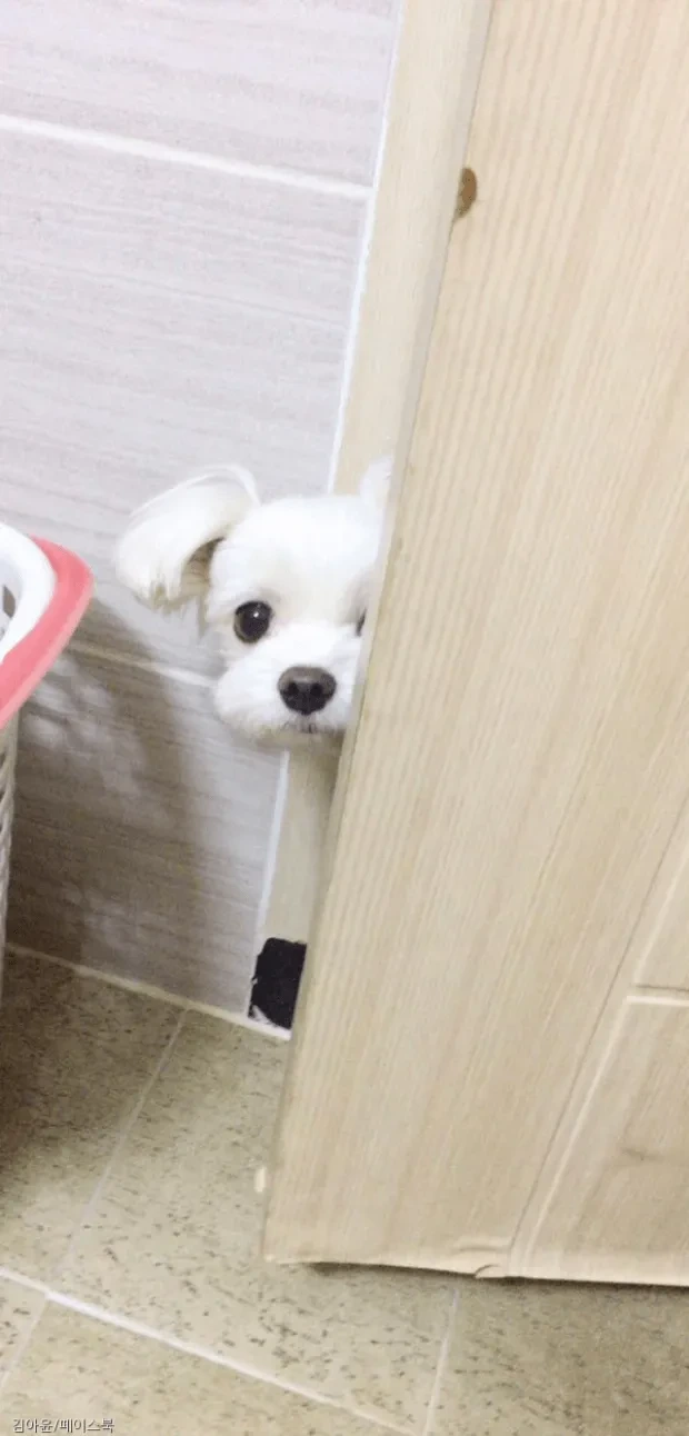 화장실까지 따라오는 멍멍이들 