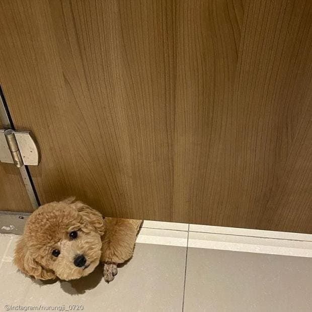 화장실까지 따라오는 멍멍이들 