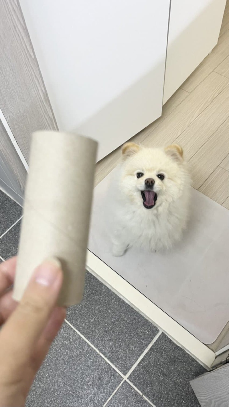 화장실까지 따라오는 멍멍이들 