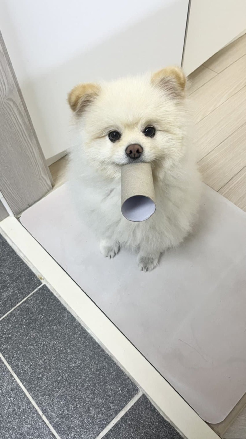 화장실까지 따라오는 멍멍이들 